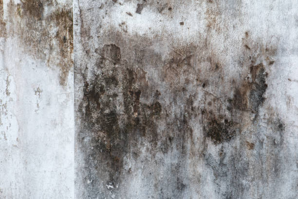 Trusted Madisonville, TX Mold Removal Experts