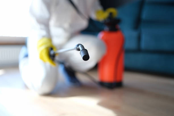 Best Mold Damage Restoration  in Madisonville, TX