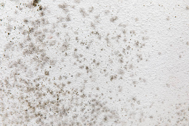 Best Commercial Mold Inspection  in Madisonville, TX