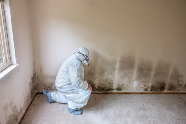 Best Basement Mold Removal  in Madisonville, TX