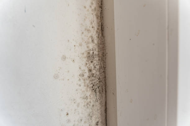 Best Mold Prevention Services  in Madisonville, TX